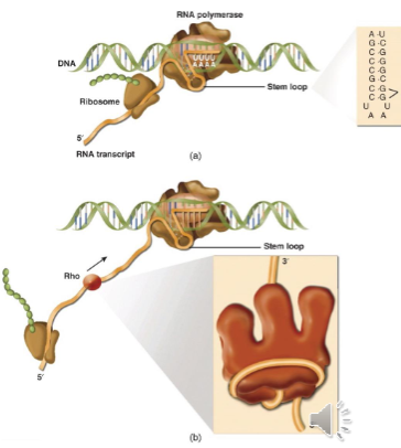 <p>can be Rho dependent or Rho independent</p><ul><li><p>Rho independent termination is considered intrinsic</p></li><li><p>Rho dependent termination is reliant on presence of Rho to stop transcription - without it you get read-through (continues to read past where gene should’ve ended)</p></li><li><p>most bacteria have rho gene and it is essential in E.coli but there are some that don’t have it</p></li></ul><p></p>