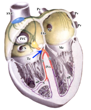 <p>-purple lines</p><p>-consist of Purkinje fibers that extend along the interventricular septum and the walls of both ventricles</p><p>-subendocardial branch to the right anterior papillary muscle contained within the septomarginal trabecula (moderator band)</p>