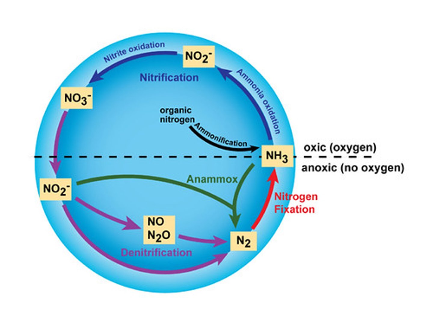 <p>The continuous sequence of events by which atmospheric nitrogen and nitrogenous compounds in the soil are converted, as by nitrification and nitrogen fixation, into substances that can be utilized by green plants, the substances returning to the air and soil as a result of the decay of the plants and denitrification and then made available to the nonliving environment</p>