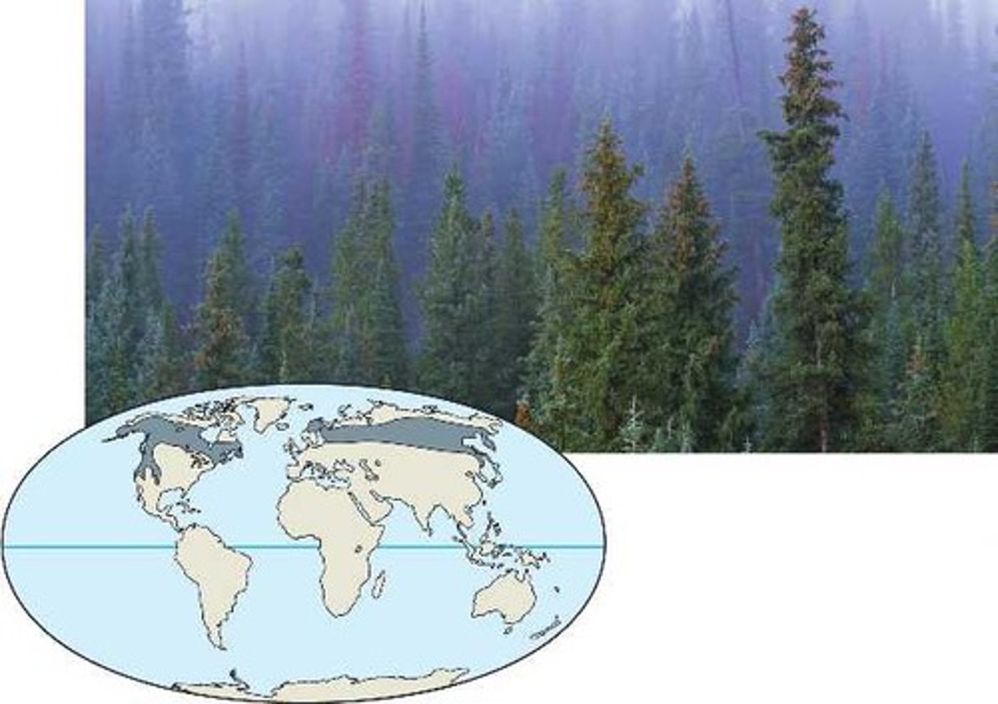 <p>Forests with mostly coniferous (cone-bearing) trees that can tolerate cold winters and short growing seasons. Needles of coniferous trees are adapted to tolerate freezing temperatures, so they stay on all year (evergreen).</p><p>Cold temperature, waxy, tough needles that don't break down easily both contribute to slow decomposition and low soil nutrient levels.</p>
