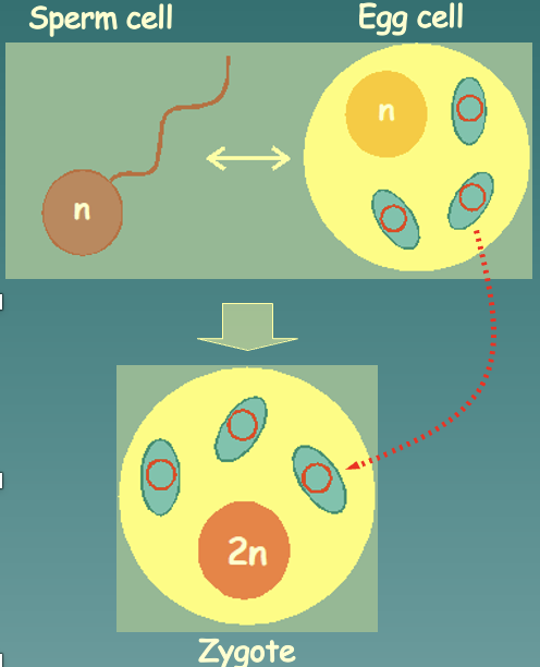 Maternal inheritance (DNA inherited only from the mother, not from the parents). DNA changes result from mutations. All individuals are related to each other maternally.