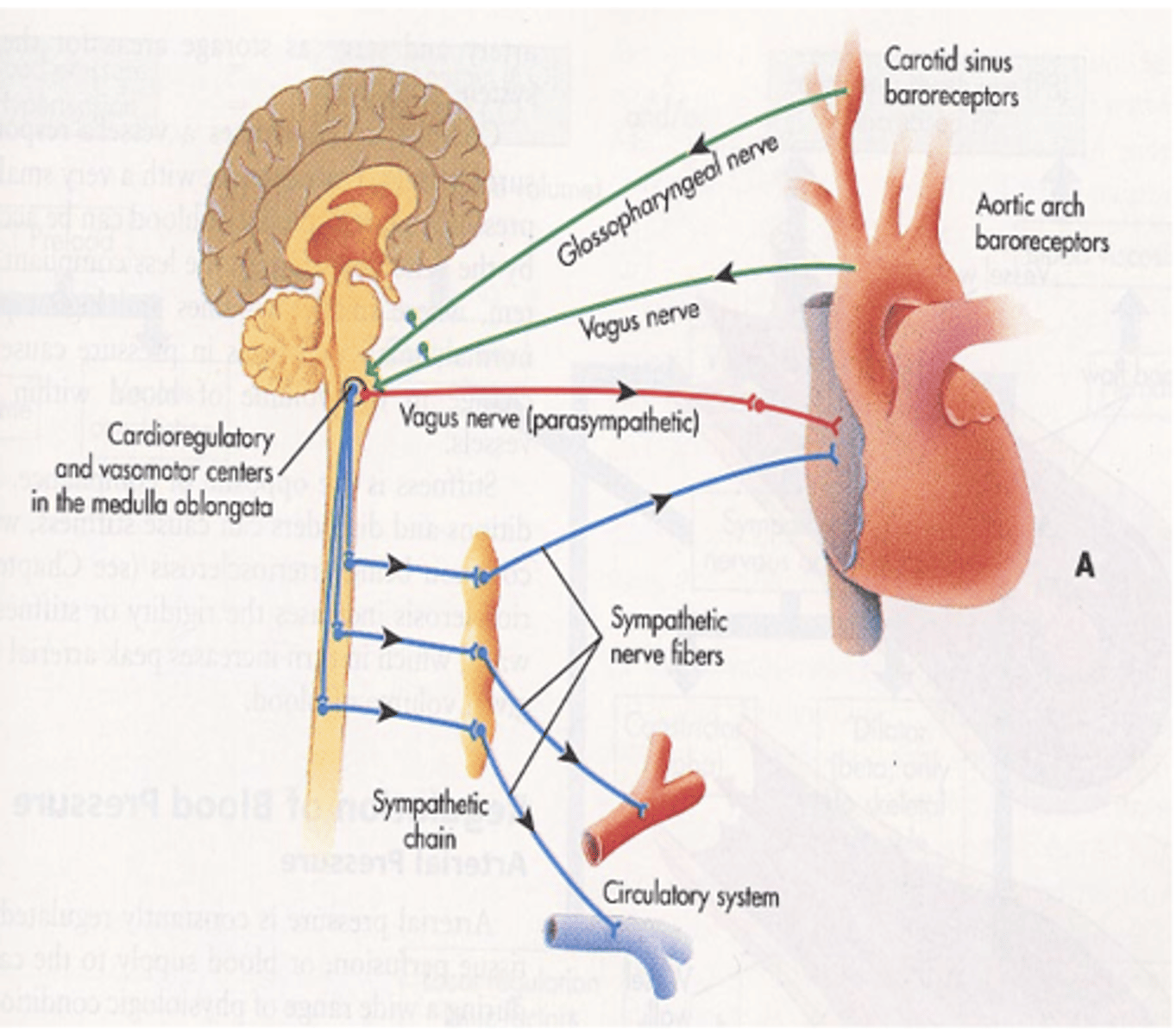 <p>Where is the carotid sinus located and innervated by? </p>