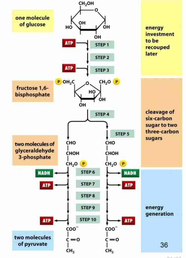 <p>6-c sugar to two pyruvate molecules</p><p>2ATP net production</p><p>2NADH</p><p>Rate of glycolysis is adjusted to meet the cells need for ATP</p><p>3 allosteric controlled enzymes: hexokinase, PFK-1, Pyruvate Kinase</p><p>These 3 enzymes catalyze reaction with large negative dG regulate the entire pathway</p>