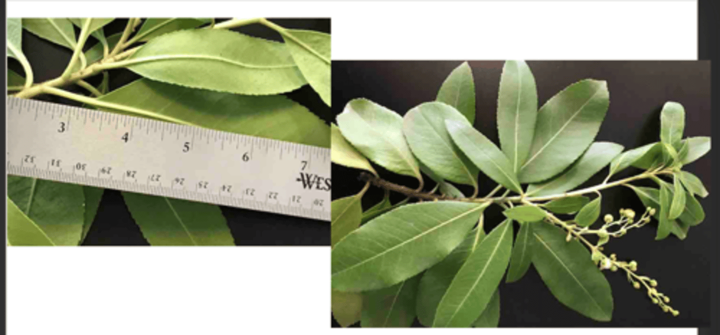 <p>1’. Angiosperms</p><p>----------------</p><p>10’. Leaves simple</p><p>----------------</p><p>23’. Leaves alternate </p><p>----------------</p><p>29’. Leaves not lobed</p><p>----------------</p><p>36’. Leaf base symmetrical</p><p>----------------</p><p>41’. Leaves not large, generally less than 9 inches long</p><p>----------------</p><p>43’. Leaf margins serrate or bearing thin bristles</p><p>----------------</p><p>49’. Leaf ranking spiral</p><p>----------------</p><p>51’. Leaves lacking marginal bristles</p><p>----------------</p><p>53’. Stipules absent</p><p>----------------</p><p>55. Leaf margin serrate, leaves elliptic-</p><p>oblanceolate; inflorescence (flower cluster) large and terminal, with many small bracts</p>