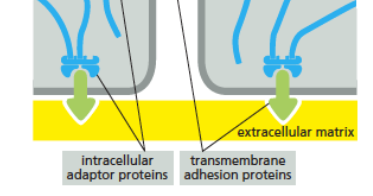 <p>link cells to the extracellular matrix (e.g. collagen)</p>