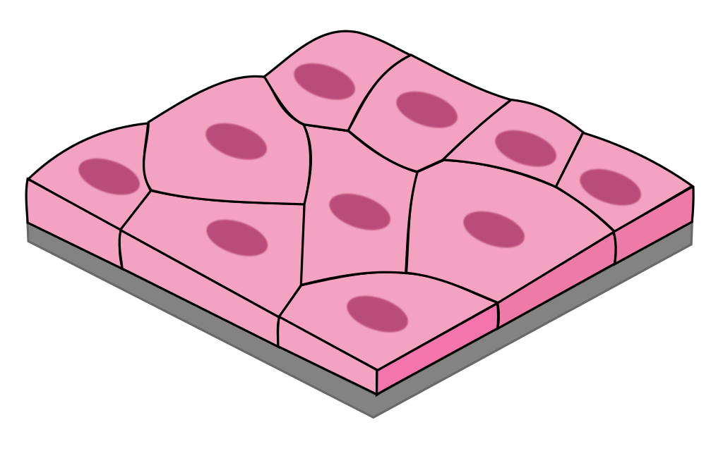 <ul><li><p>1 layer of flat, tile-like cells</p></li><li><p>good for diffusion &amp; filtration</p></li><li><p>blood vessels, lungs, heart, kidneys</p></li></ul><p></p>