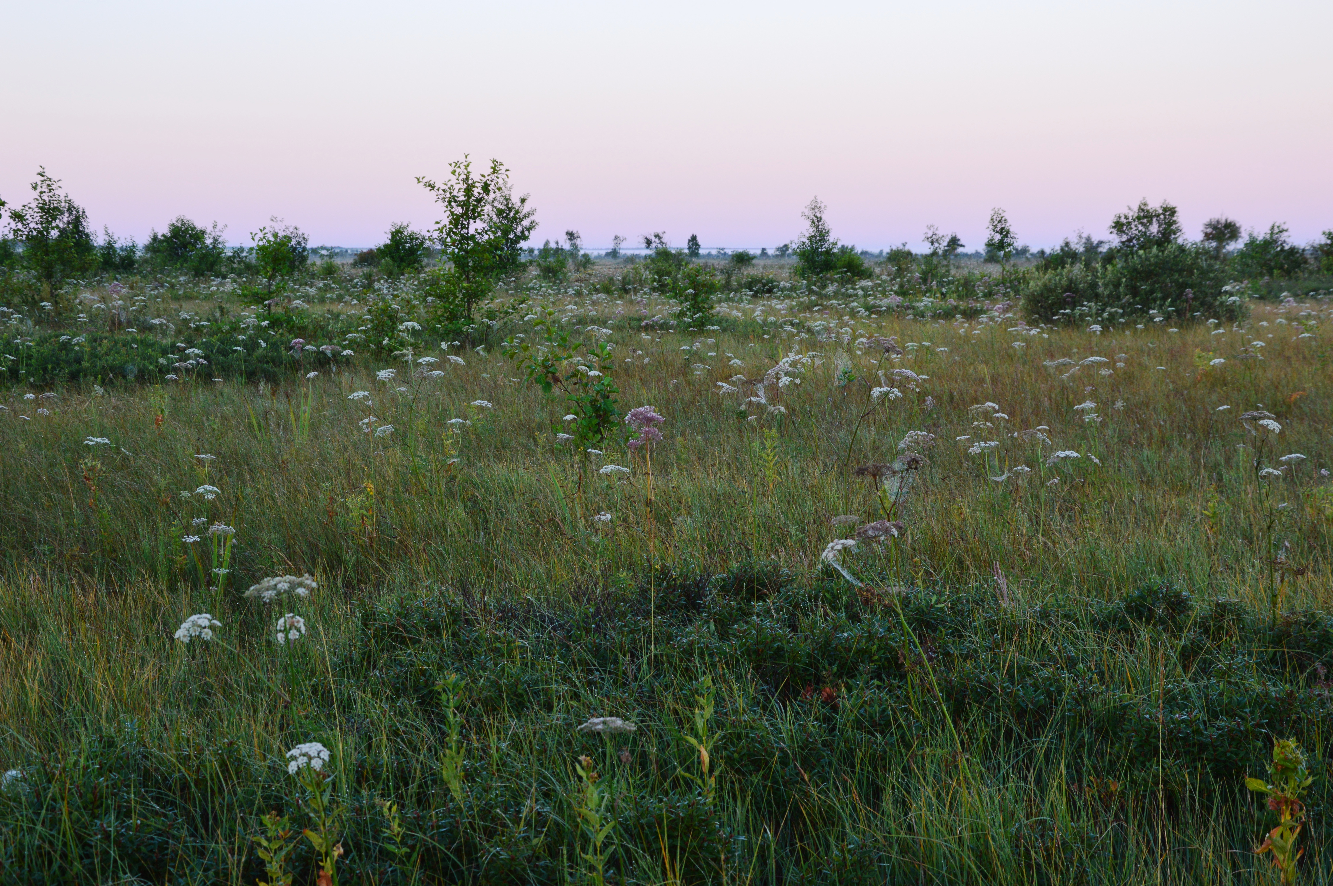 <p>Peat-rich wetland.</p>