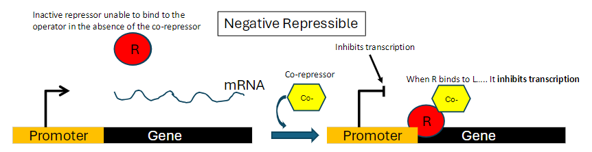 <p><strong>Repressor Activity</strong><br>āRepressor is inactive and cannot bind to the operator in the absence of a co-repressor</p><p><strong>Co-repressor Role</strong><br>āWhen co-repressor binds to the repressor, the repressor becomes active<br>āActive repressor binds to the operator and inhibits transcription</p><p><strong>Mechanism</strong><br>āInactive repressor alone = transcription proceeds<br>āRepressor + co-repressor = transcription inhibited</p>