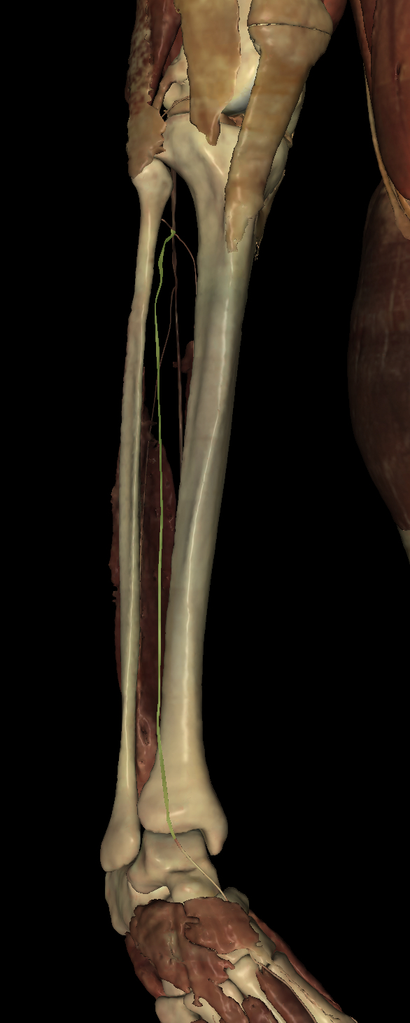 <p>Identify the Structure</p>