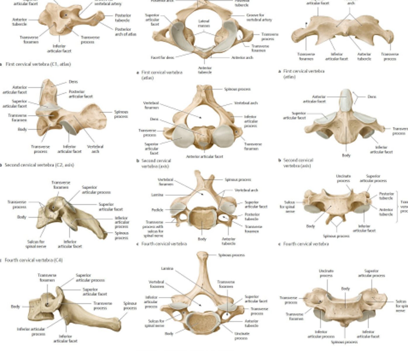 <p>How many Cervical Vertebrae are there?</p>