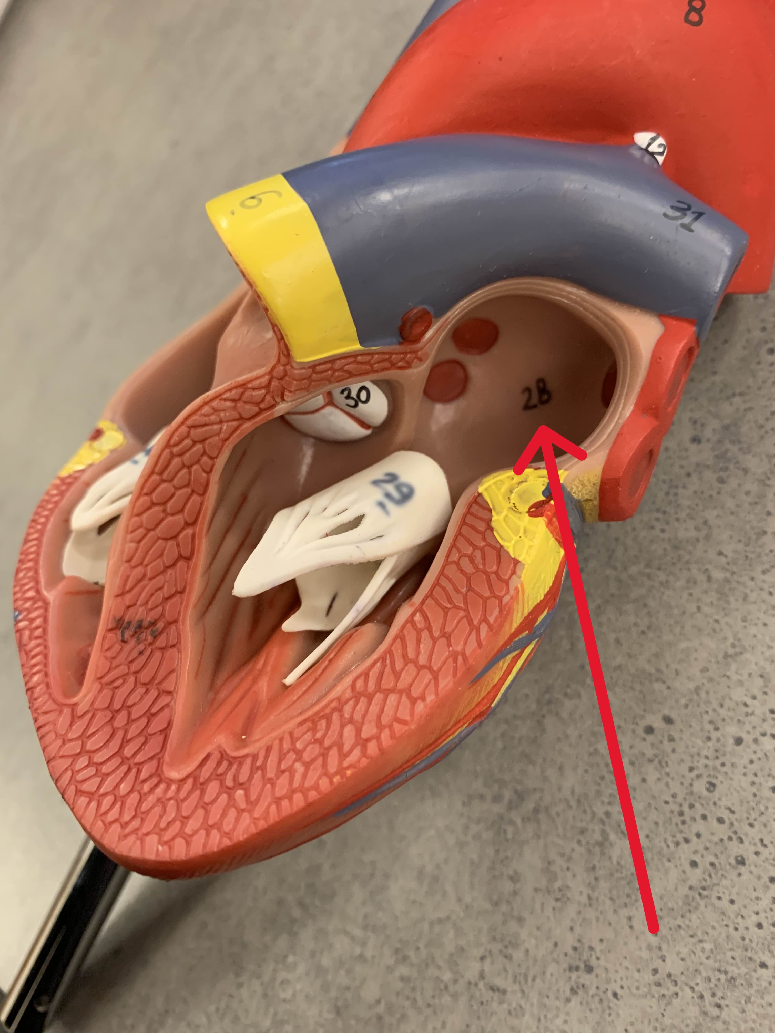 <p>Which chamber:</p><ul><li><p>Receives blood from lungs, left auricle (flap)</p></li></ul><p></p>