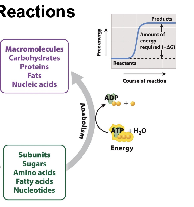 <ul><li><p><span style="background-color: inherit; line-height: 19.55px; color: windowtext;"><span>Positive G</span></span><span style="line-height: 19.55px; color: windowtext;"><span> </span></span></p><ul><li><p>Energy in products (bigger molecules) higher than reactants</p></li><li><p><span style="background-color: inherit; line-height: 19.55px; color: windowtext;"><span>Increase </span></span>Δ<span style="background-color: inherit; line-height: 19.55px; color: windowtext;"><span>H (total energy)</span></span><span style="line-height: 19.55px; color: windowtext;"><span> </span></span></p></li><li><p class="Paragraph SCXO267967336 BCX0" style="text-align: left;"><span style="background-color: inherit; line-height: 19.55px; color: windowtext;"><span>Products more organized -> decrease entropy</span></span><span style="line-height: 19.55px; color: windowtext;"><span> </span></span></p></li></ul></li><li><p class="Paragraph SCXO230854358 BCX0" style="text-align: left;"><span style="background-color: inherit; line-height: 19.55px; color: windowtext;"><span>Requires energy input</span></span><span style="line-height: 19.55px; color: windowtext;"><span> </span></span></p></li><li><p class="Paragraph SCXO230854358 BCX0" style="text-align: left;"><span style="background-color: inherit; line-height: 19.55px; color: windowtext;"><span>non-spontaneous</span></span><span style="line-height: 19.55px; color: windowtext;"><span> </span></span></p></li></ul><img src="https://knowt-user-attachments.s3.amazonaws.com/80efbd4a-3043-4086-8fd8-95c411265e5b.png" data-width="100%" data-align="center"><p></p>