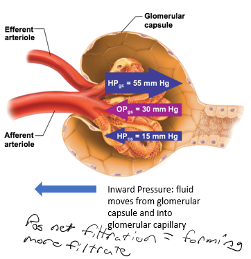 <ul><li><p>positive</p></li><li><p>means forming more filtrate</p></li></ul><p></p>
