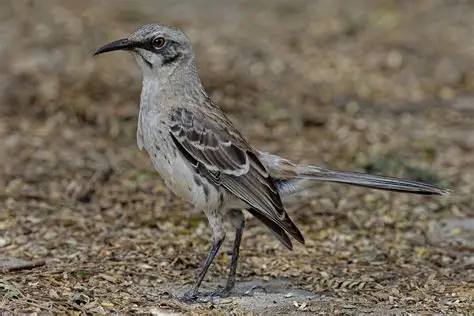 <p>Mockingbird species </p><p>only found on San Cristobal </p>