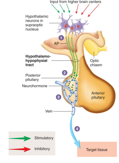 <p>Oxytocin</p>