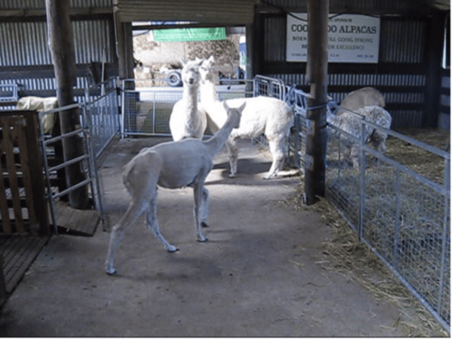 <p>1. Blood/milk progesterone, sexual behaviour. “Spitting-off-test”</p><p>2. Ultrasound, manual rectal palpation, ballottement</p>