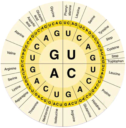 <p>Find out which amino acid is specified by the mRNA code GCC.</p>