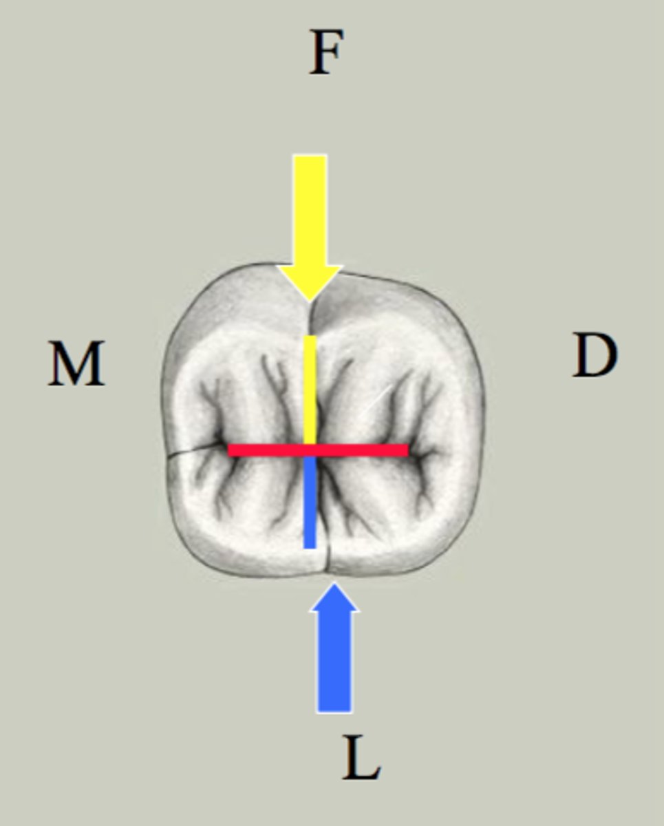 <p>-lingual</p><p>-buccal (often ends in a pit)</p><p>-central</p><p>(Think: Snoop Dogg is from the LBC)</p>