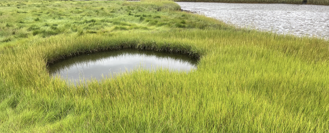 <p>a shallow depression in a salt marsh where the marsh is poorly drained. (high salinity) (halophytes live here)</p>