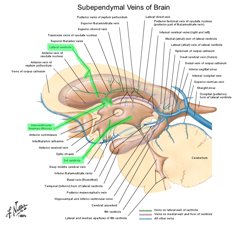 <p>interventricular foramen </p>