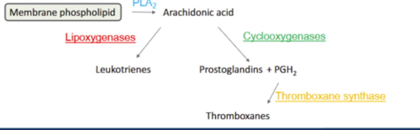 <p>Lipoxygenases (LOX): Convert AA to leukotrienes (LTA, B, C, D or E)</p><p>LT: potent inflammatory + bronchoconstrictors: asthma, anaphylaxis</p>