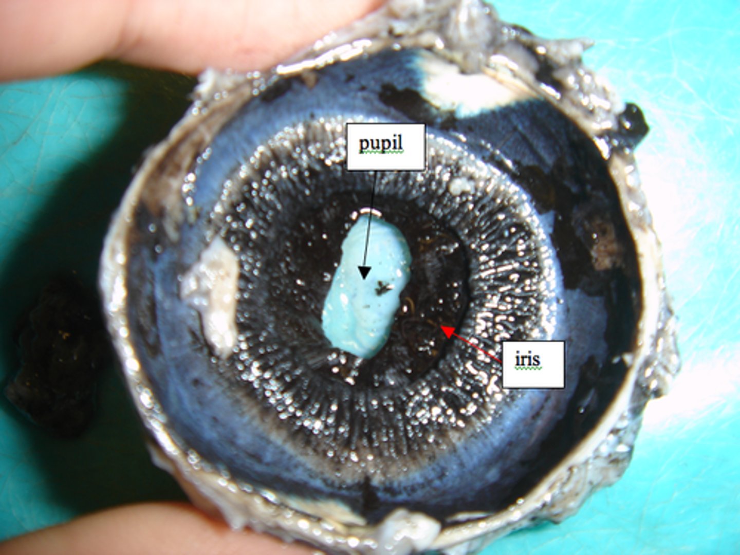 <p>-The pupil is the dark circle in the center of your iris.<br>-It lets light into the inner eye.</p>