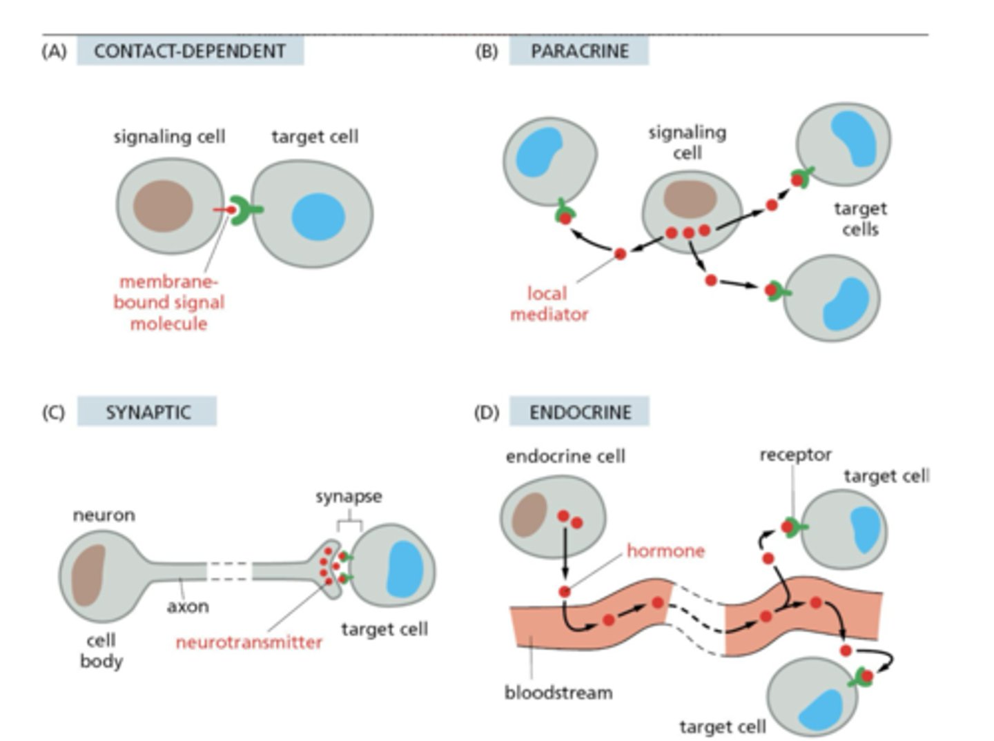 <p>1. Contact-dependent</p><p>2. Paracrine</p><p>3. Synaptic</p><p>4. Endocrine</p>