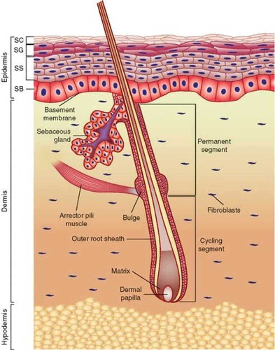 <p>Structure below skin level housing the hair root.</p>
