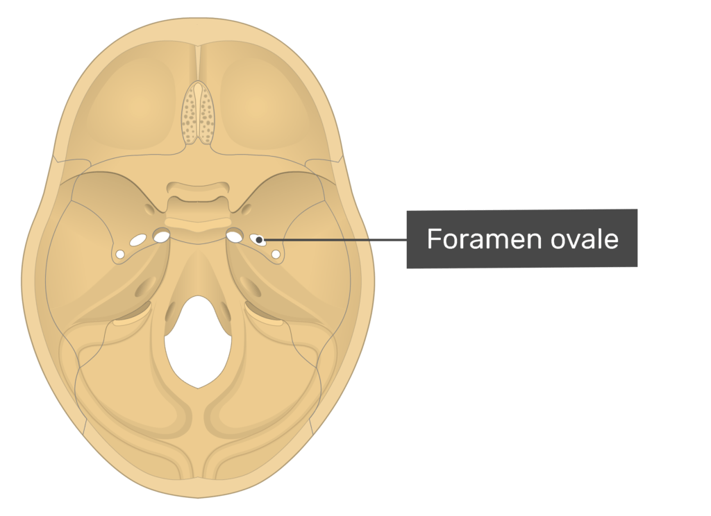 <p>sphenoid</p>