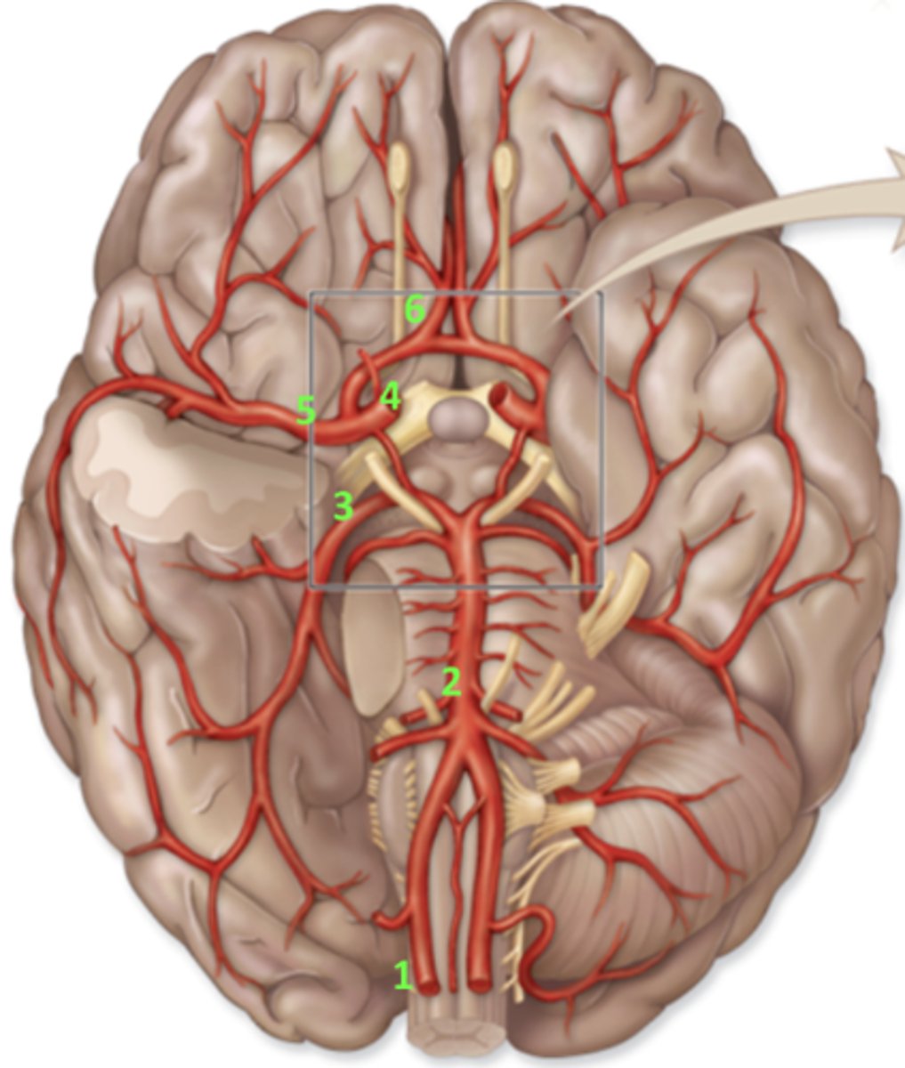 <p>What artery is 5?</p>