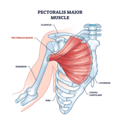 <p>Pectoral (pectoralis major) muscle</p>