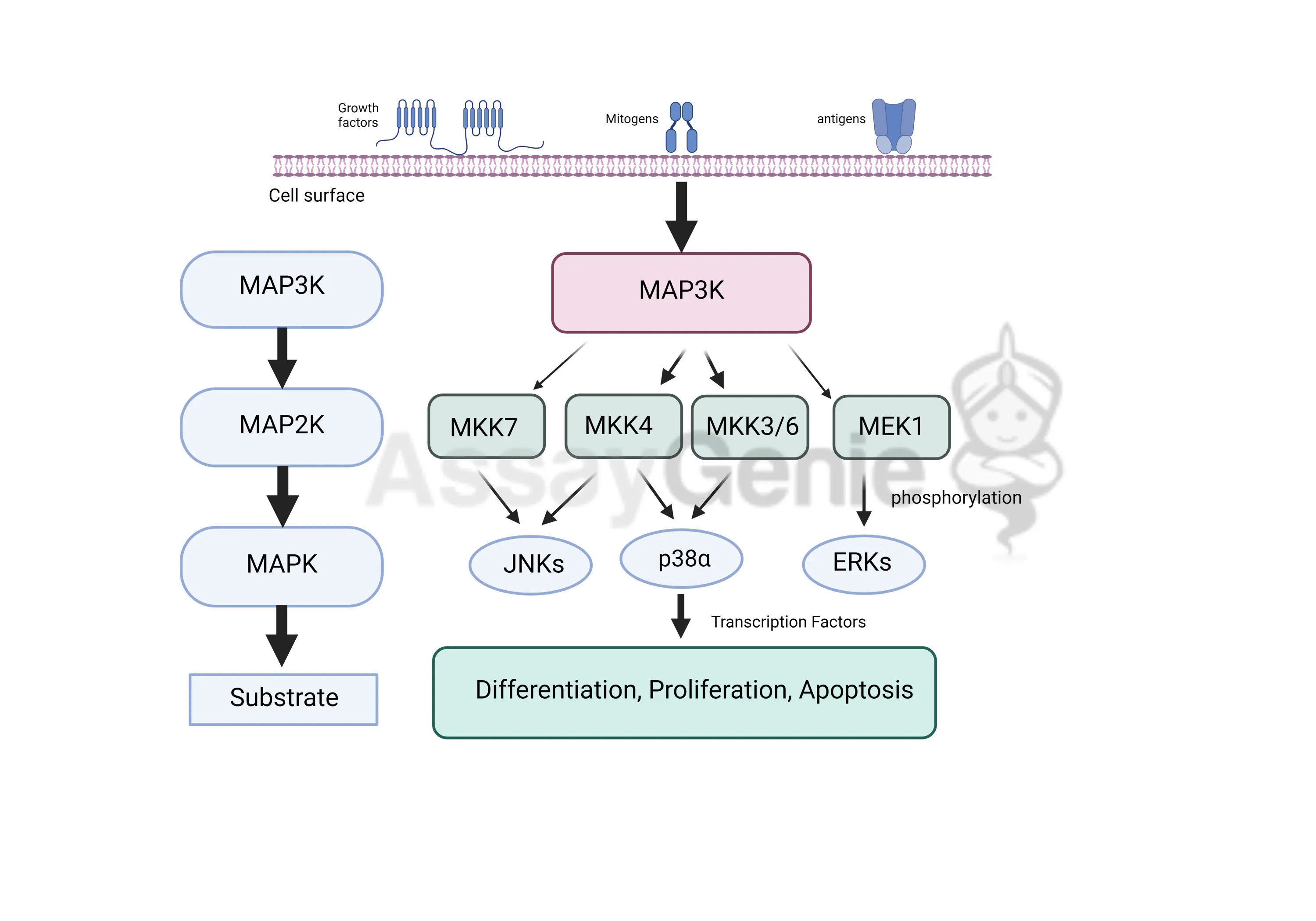 <p>MAP Kinase Signaling Cascade</p>