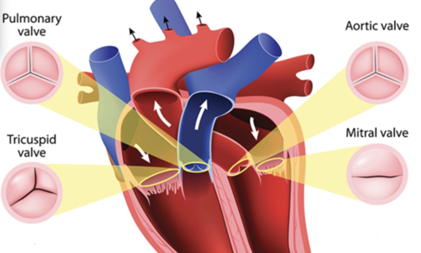 <p>a type of flap that act as one-way inlets for blood coming into a ventricle and one-way outlets for blood leaving a ventricle.</p>