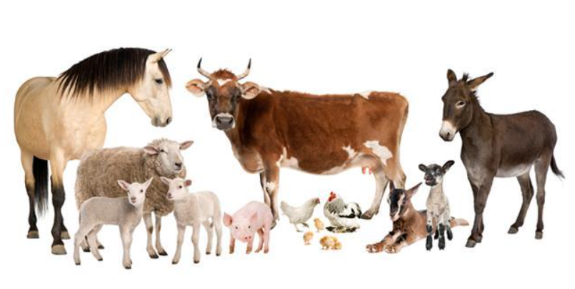 <p>livestock</p>