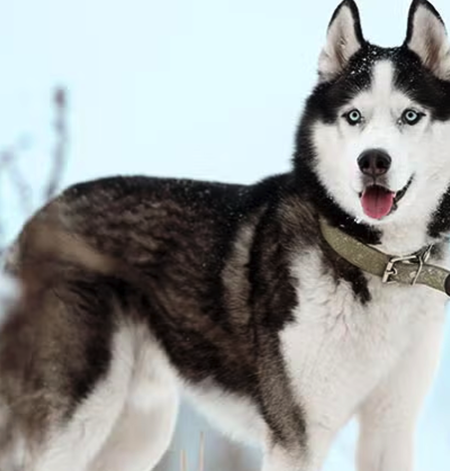 <p><span><span>• Slede hond kan goed mensen en goederen vervoeren</span></span></p>