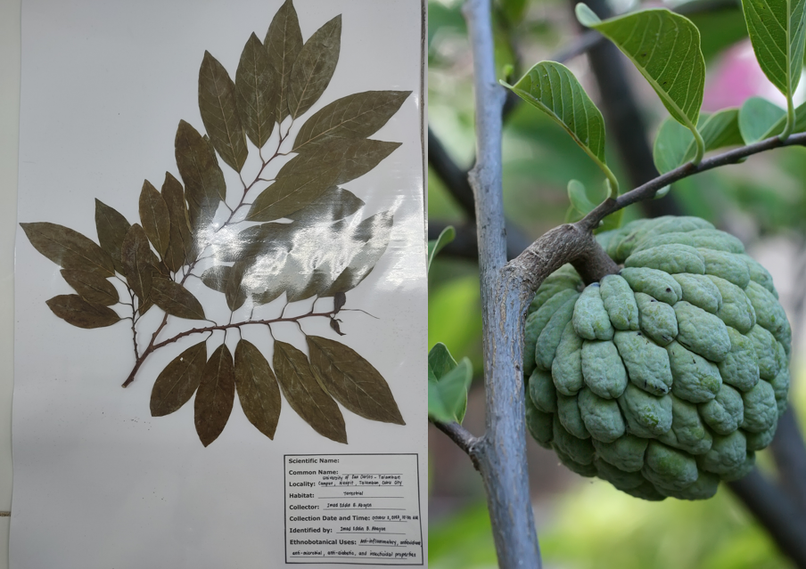 <p>Annonaceae; Magnoliids; sugar apple</p>