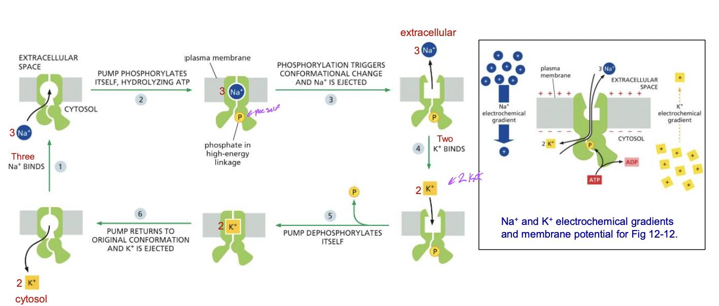 * animal plasma membrane Na+ K+ pump 
  * move Na+ and K+ against their electrochemical gradient 
  * 3 Na+ out 2 K+ in 
* Na+ gradient is used to transport nutrients into cell and maintain pH, cell volume
