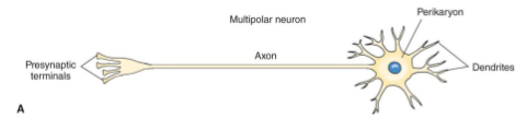<p>most common, multiple dendrites and one long axon</p>