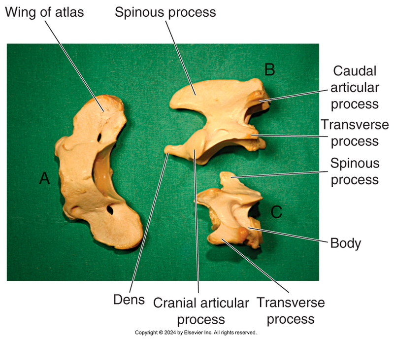 <p>Cervical Continued…</p>