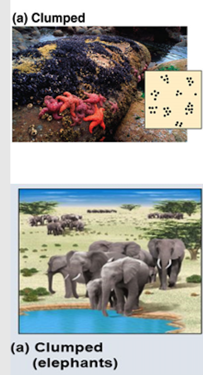individuals are aggregated in patches

e.g. Sea stars group together where food is abundant.