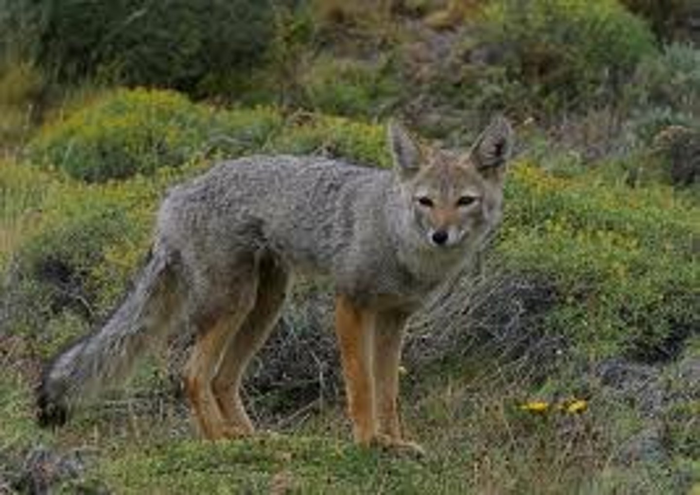 <p>Urocyon cinereoargenteus</p>