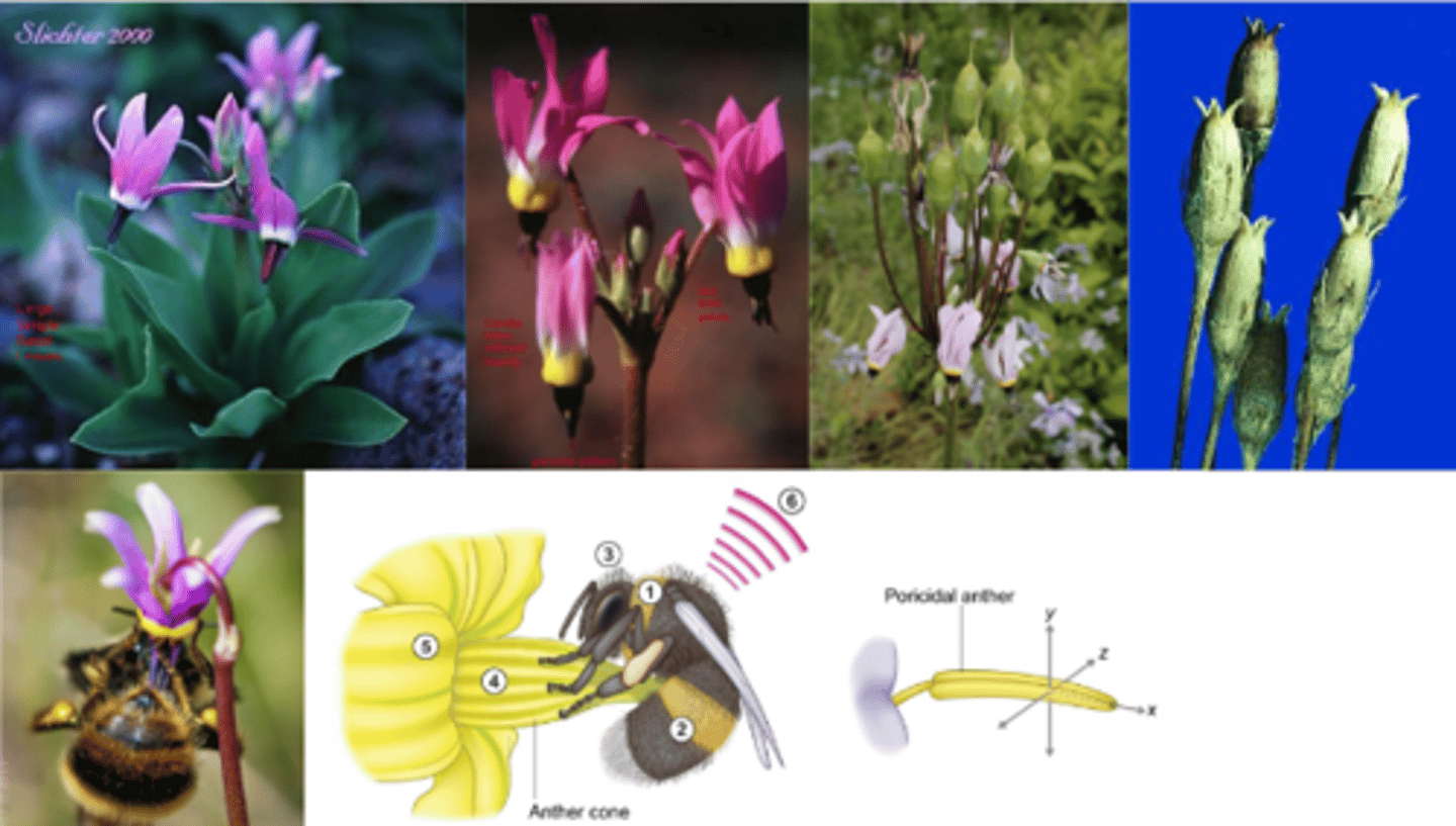 <p>What genus has these characteristics? </p><p>Leaves: large, simple, entire, basal </p><p>Inf: solitary or umbel (small clusters/umbels)</p><p>Radially Symmetric Flower </p><p>Flower often two-toned </p><p>Corolla Lobes Reflexed and Poricidal Anthers adapted for Buzz Pollination (convergently evolved like Solanum) </p><p>(5, 5, 5, 5) </p><p>5 fused carpels </p><p>Fruit = Capsule </p>
