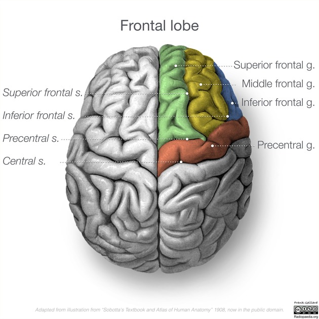 <p>what are the functions of the superior, middle, and inferior frontal gyri?</p>