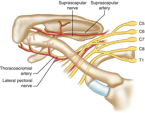 <p>suprascapular arteries</p><p>thoracoacromial arteries</p>
