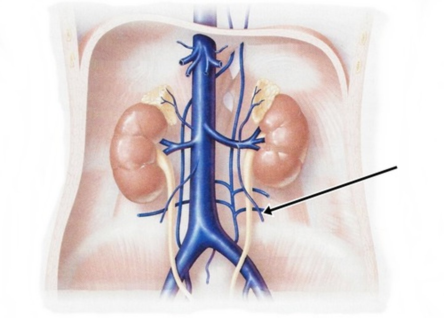 <p>Gonadal vein that drains into the left renal vein, which then goes to the inferior vena cava</p>