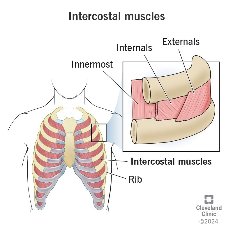 <p><strong>External intercostal muscles:</strong> are primary muscles of inspiration that elevate the ribs and sternum, increasing the thoracic cavity's volume and decreasing internal pressure to pull air into the lungs </p>