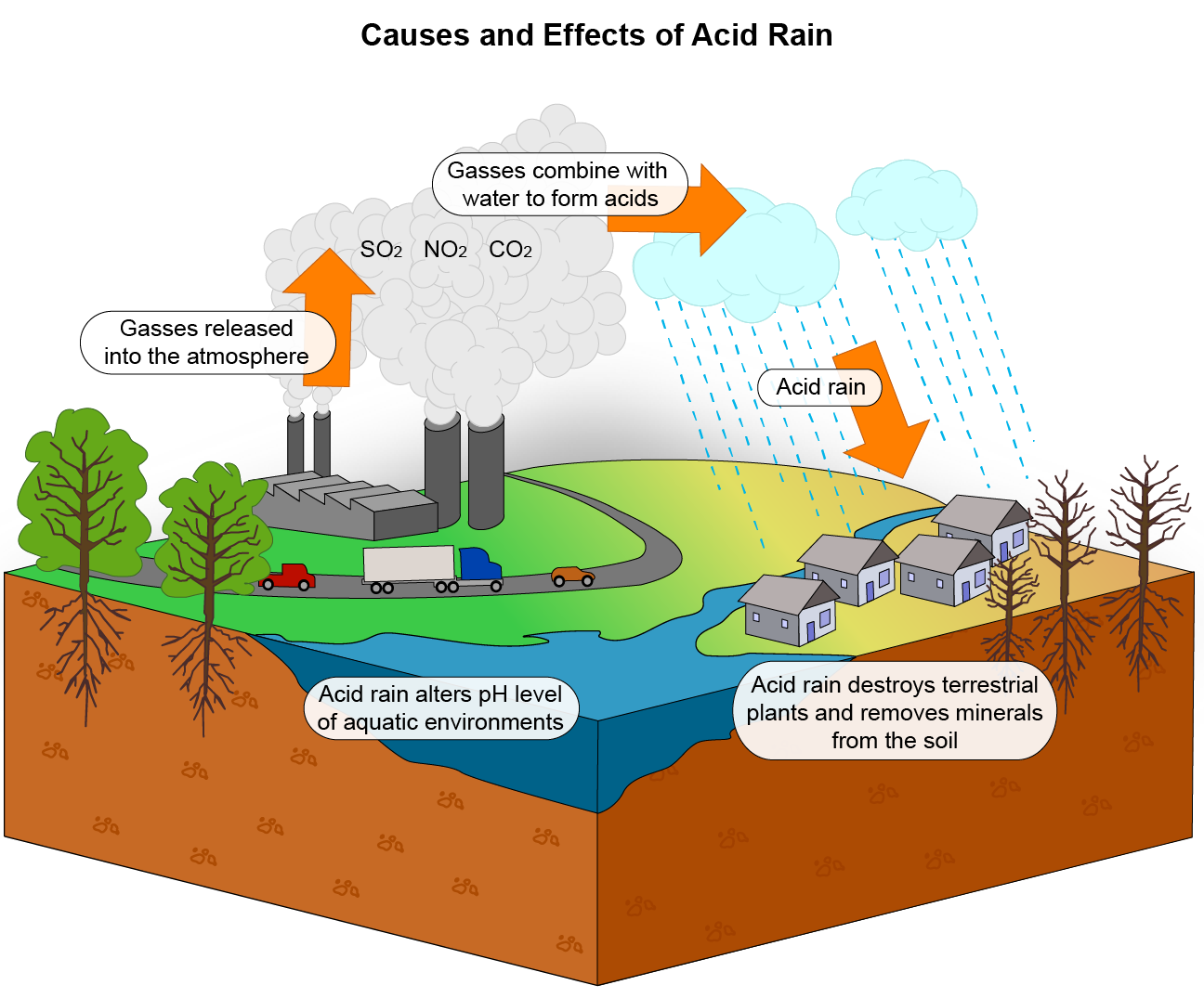 <p>Acid Rain Effects </p>