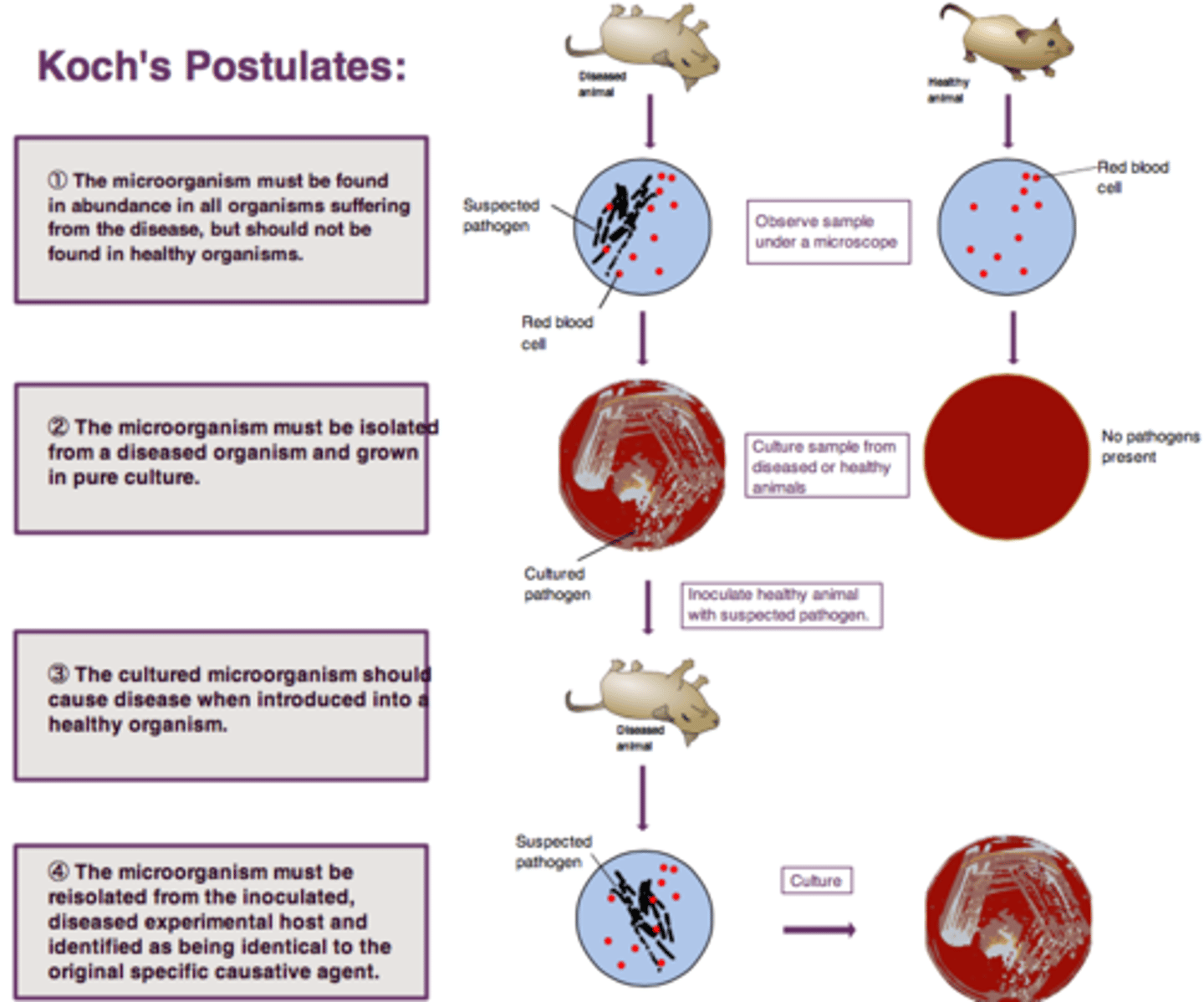<p>1. The suspected pathogen must be present in all cases of the disease and absent from all cases of healthy animals</p><p>2. The suspected pathogen must be grown in pure culture</p><p>3. Cells from a pure culture of the suspected pathogen must cause disease in a healthy animal</p><p>4. the suspected pathogen must be reisolated and shown to be the same as the original</p>