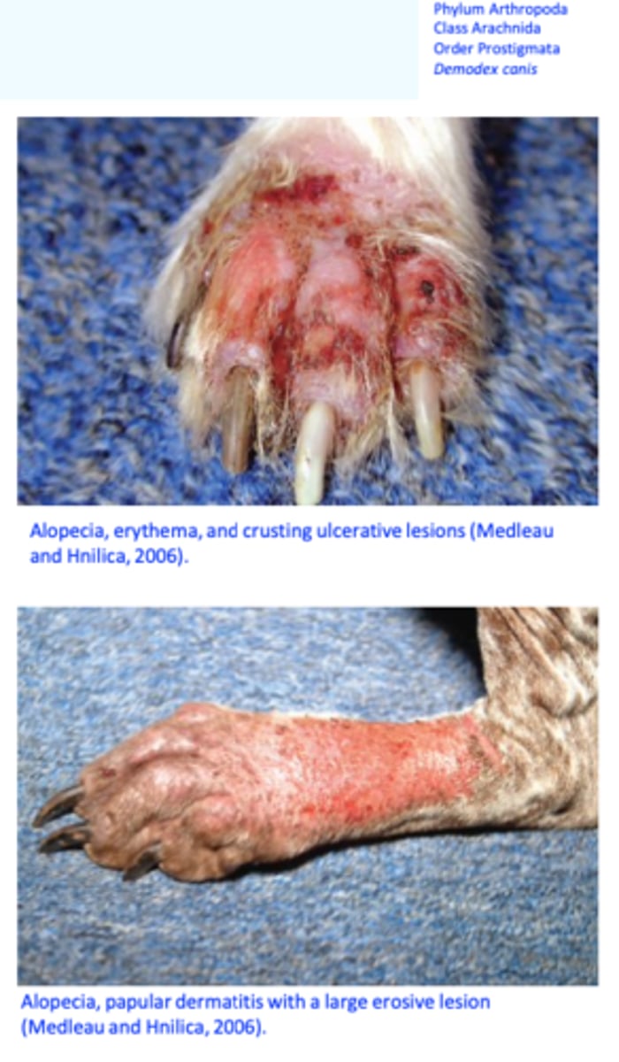 <p>Interdigital erythema, alopecia, pruritus, pain, hyperpigmentation, lichenification, scaling, swelling, crusts, pustules, ulcers etc;</p>