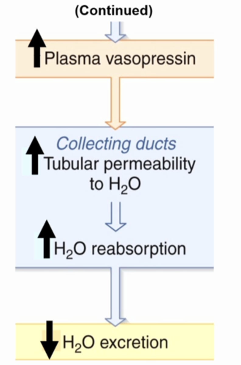 <p>CONTINUED EXPLANATION OF DECREASED PLASMA VOLUME</p><p>what is this image showing</p>